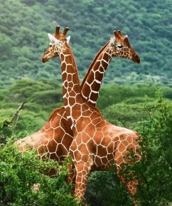 Giraffe Animals - DIY Paint By Numbers - Numeral Paint