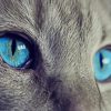 Blue cat eyes paint by number