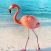 Flamingo walk in sea paint by numbers