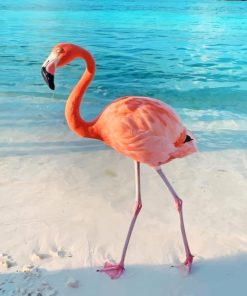 Flamingo walk in sea paint by numbers