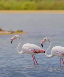 Flamingos paint by numbers