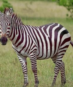 Zebra paint by number