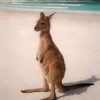 Australian Kangaroo paint By numbers