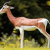 beautiful Gazelle paint by number