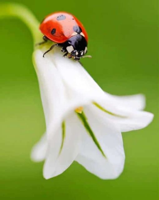Beautiful Flower With Ladybug Paint By Numbers