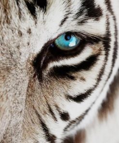 Blue Eyes of the White Tiger paint by numbers