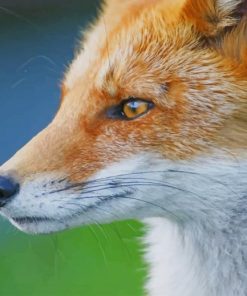 close red fox paint by numbers