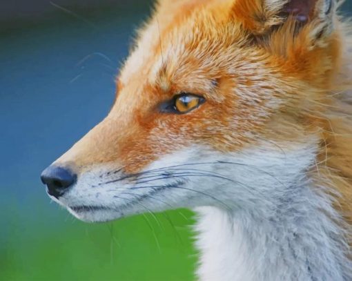 close red fox paint by numbers