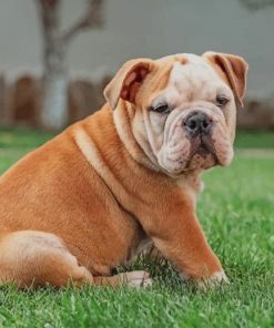english bulldog paint by number