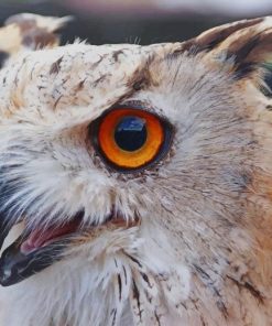 great horned owl paint by number