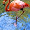 greater flamingo paint by numbers