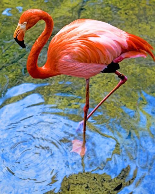 greater flamingo paint by numbers