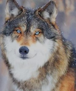 Grey Wolf In Forest paint by numbers