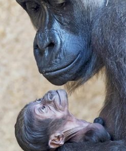 Newborn Cute Baby Gorillas paint by numbers