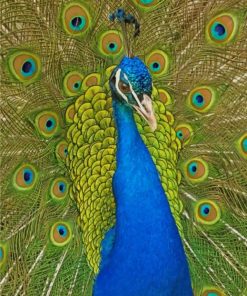 Peacock paint By Numbers