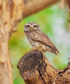 spotted owlet paint by numbers