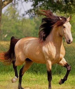Tan Horse with Black Mane paint by numbers
