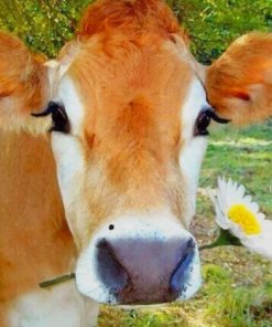 world's most beautiful cow paint by numbers