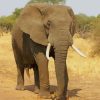 African Elephant paint by numbers