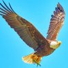 American Bald Eagle Flying Paint By numbers