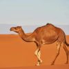 Arabian camel paint by number