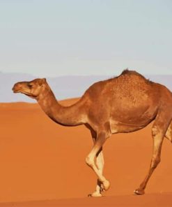 Arabian camel paint by number