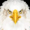 american bald eagle painting by numbers