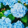 Beautiful Hydrangea paint by number