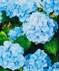 Beautiful Hydrangea paint by number