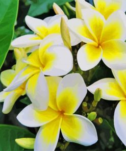 Beautiful White and Yellow Flowers paint by numbers