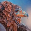 Bird Of Prey paint by numbers