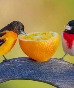 Birds Eating Orange paint by numbers