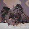 Black Pomeranian paint by numbers