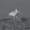 Black And White Snowy Egret paint by number