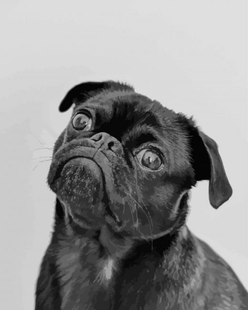 Black And White Pug paint by numbers