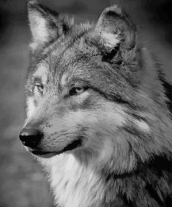 Black And White Wolf paint by numbers
