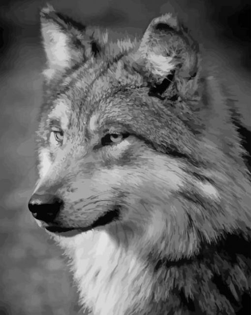 Black And White Wolf paint by numbers