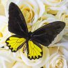 Black And Yellow Butterfly paint by numbers
