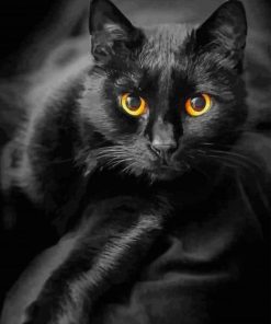 Black Cat paint by numbers