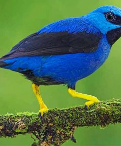 Blue And Black Bird paint by numbers