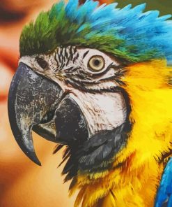 Blue and Yellow Macaw Face paint by numbers