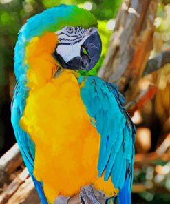 Blue and Yellow Macaw paint by numbers