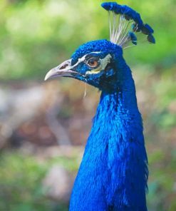 Blue peafowl paint by number