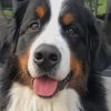 Bovaro Del Bernese Dog paint by numbers