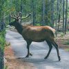 Bul elk paint by numbers