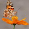 Butterfly on orange flower paint by numbers