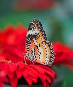 Butterfly on red flower paint by number