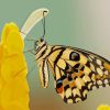 Butterfly On Yellow Flower paint by numbers