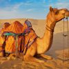 Camel in sand paint by number
