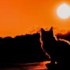 Cat an sunset paint by number